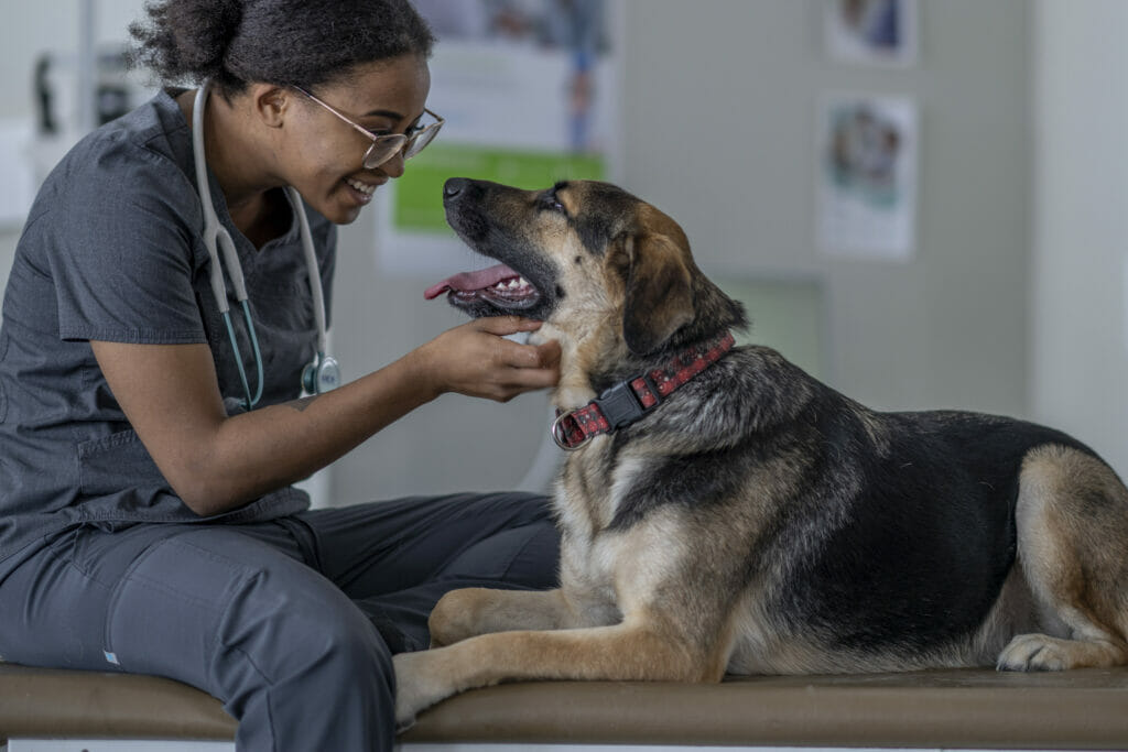 Veterinary burnout can decrease quality of care and staff mental heath.